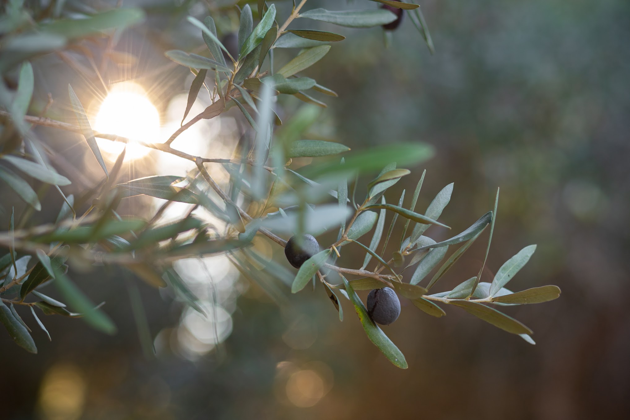 Olive oil